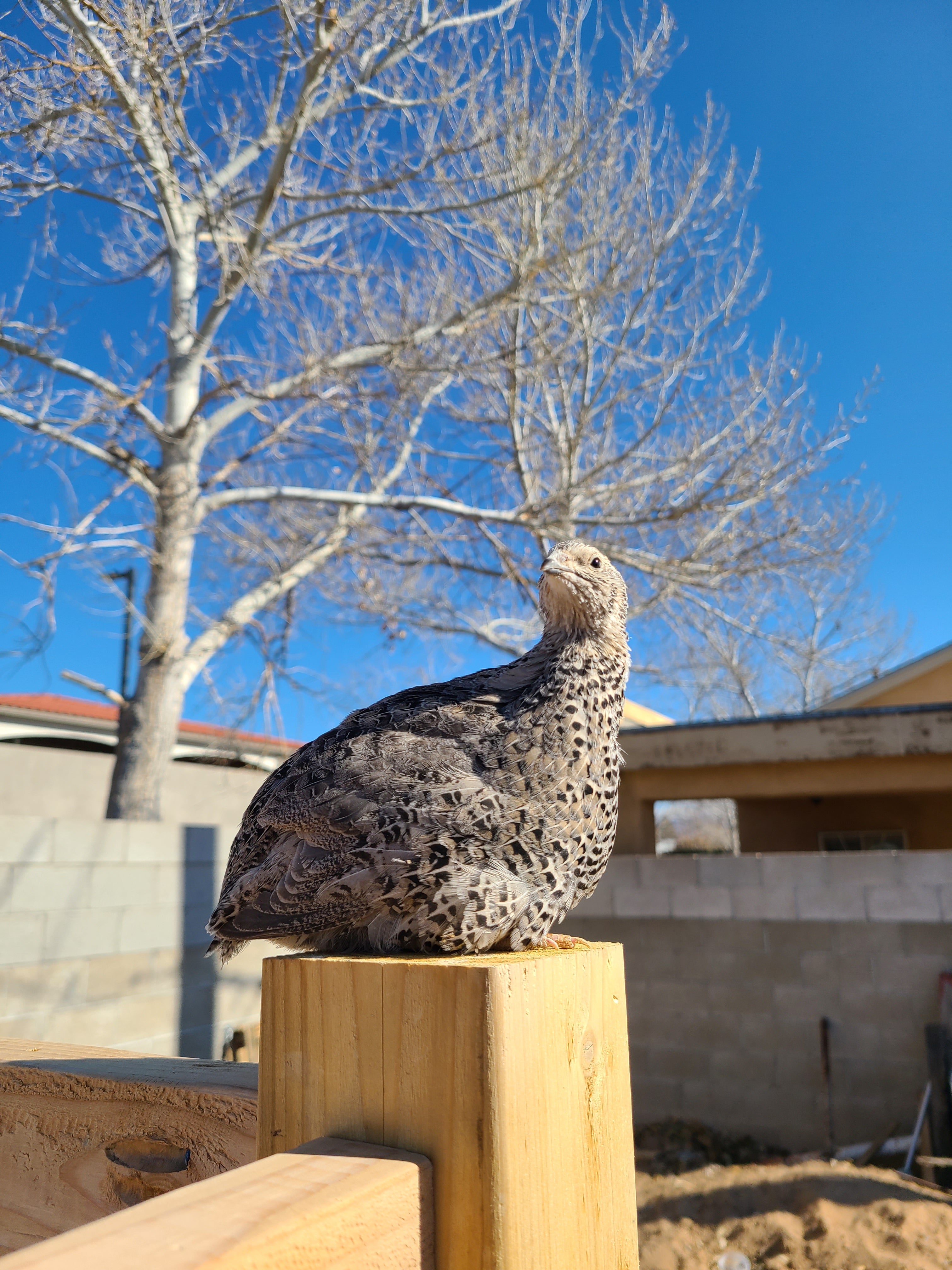 Quail Supplies Grafted Branch
