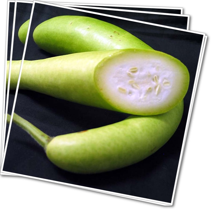 Cucuzza Snake Gourd Seeds