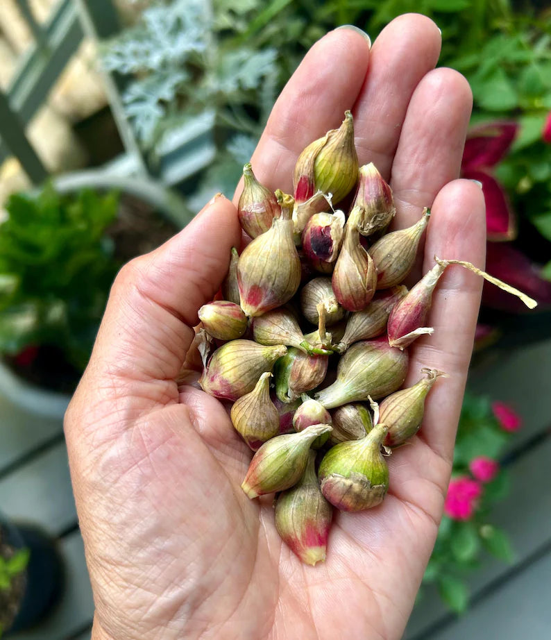Egyptian Walking Onions